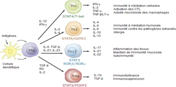 Figure  4.  Différentiation  des  lymphocytes  T  CD4 + ,  facteurs  de  transcription  impliqués,  et  fonctions  effectrices 
