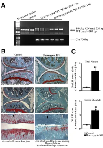 Figure 1 Cartilage-speciﬁc deletion of PPARg results in spontaneous OA-like characteristics during aging