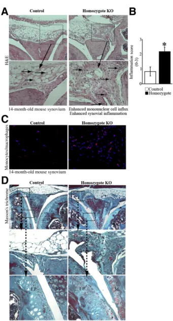 Figure 2 PPARg-deﬁcient mice exhibit enhanced synovial inﬂammation and ﬁbrosis. A: Histologic analysis using H&amp;E staining demonstrates that knee joint synovium of 14-month-old homozygote PPARg KO mice exhibits greater inﬂux of mononuclear cells compare