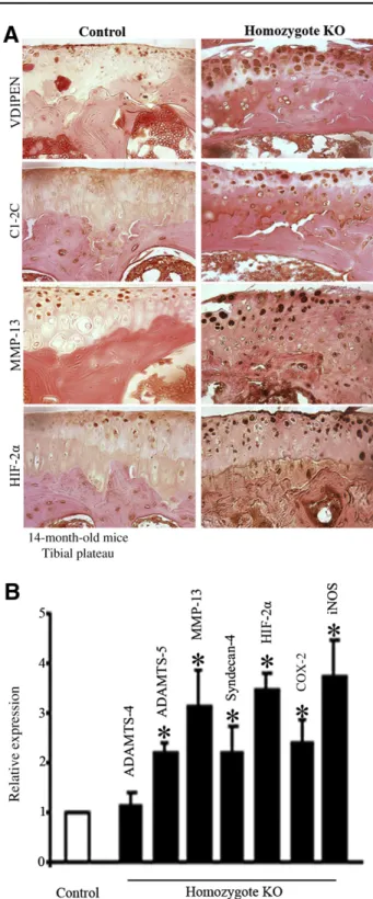 Figure 3 PPARg-deﬁcient cartilage exhibits greater expression of catabolic and inﬂammatory mediators