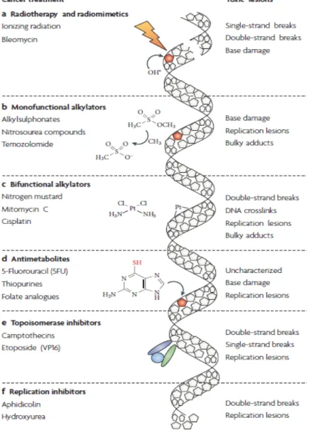 Figure  1.  Résumé  des  types  de  lésions  à  l’ADN  causées  par  divers  agents  chimiothérapeutiques