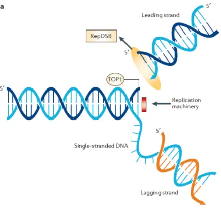 Figure  3.  Collision  entre  la  fourche  de  réplication  et  le  complexe  ternaire  ADN-topo  I- I-CPT