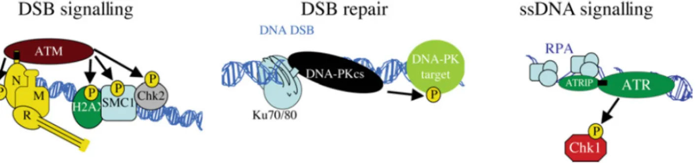 Figure 6. Modèle du recrutement des protéines ATM, DNA-PKcs et ATR sur les sites de  dommages à l’ADN
