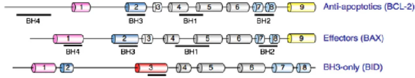 Figure 11. Structures de différentes protéines membres de la famille Bcl-2. 