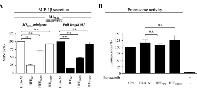 Figure  18  (8 m1 ).  HFE WT   inhibition  of  CD8 +   T  lymphocyte  activation  is  independent  of  internal antigen processing