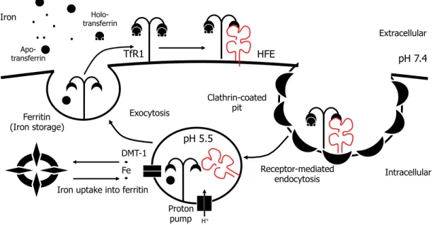 Figure 3. Le cycle de captation du fer par le TfR1. 