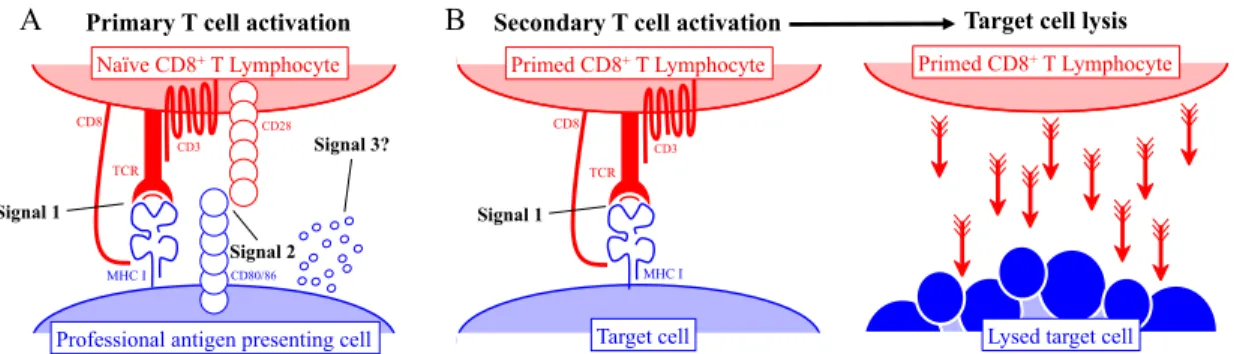 Figure 9. Activation primaire et secondaire des lymphocytes T CD8 + .   