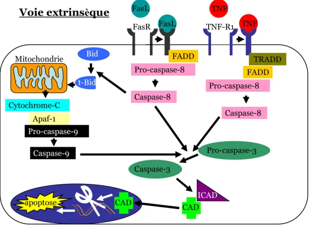Figure 1.3 : Voie extrinsèque de l’apoptose. Schématisation des  principaux acteurs de l’apoptose extrinsèque stimulée par le FasL et le TNF