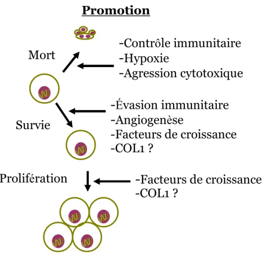 Figure 1.8 : Promotion. Représentation graphique du concept de promotion  où différents facteurs favorisent la survie et la prolifération des cellules 