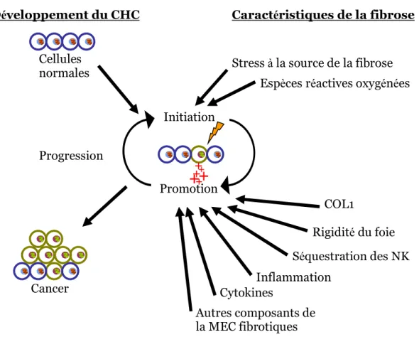 Figure 1.10 : Fibrose et CHC. Caractéristiques de la fibrose hépatique  pouvant influencer le développement du CHC