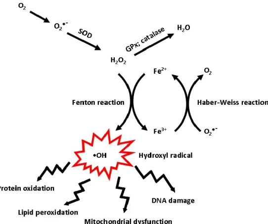 Figure 2 The basis for iron toxicity.     