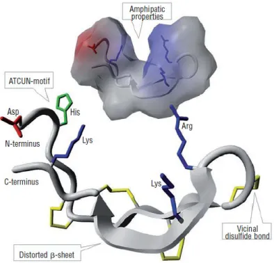Figure 4 Hepcidin-25 structure   