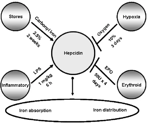 Figure  1  Factors  affecting  mRNA  hepcidin  expression  in  the  liver.  Hepcidin  levels  are 