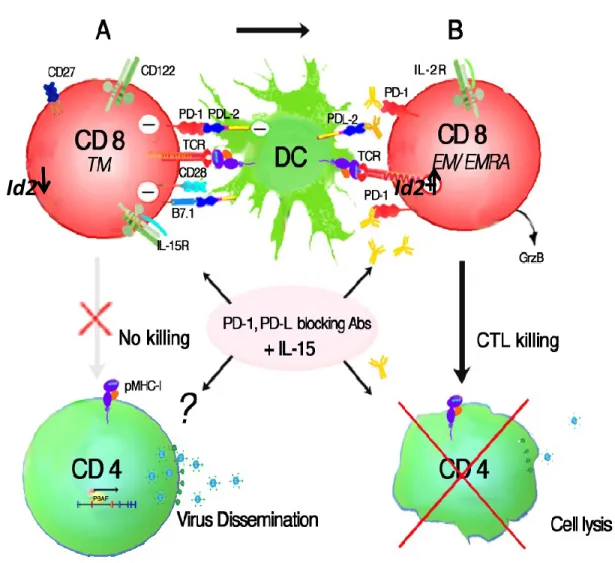 Figure  2.  Restoration  of  exhausted  antigen-specific  CD8+  T  cells  by  PD-1/PD-L1  blocking antibodies and IL-15 treatment