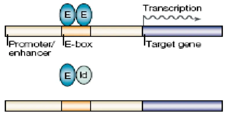 Figure 3: Id and E-protein interaction 