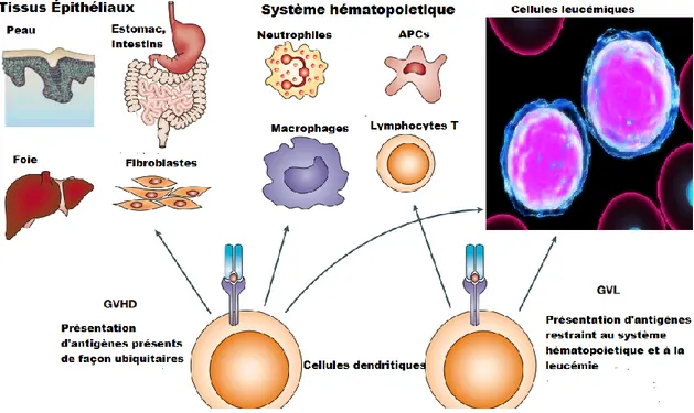 Figure 2: La différence entre l'effet GVL et GVH est ségréguée par le type d'antigènes mineurs 