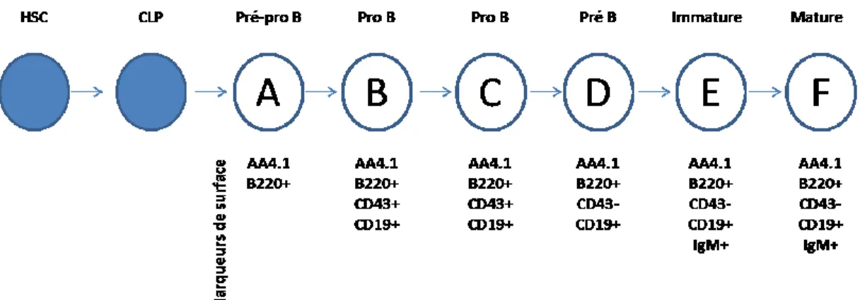 Figure 2. Développement des cellules B.  