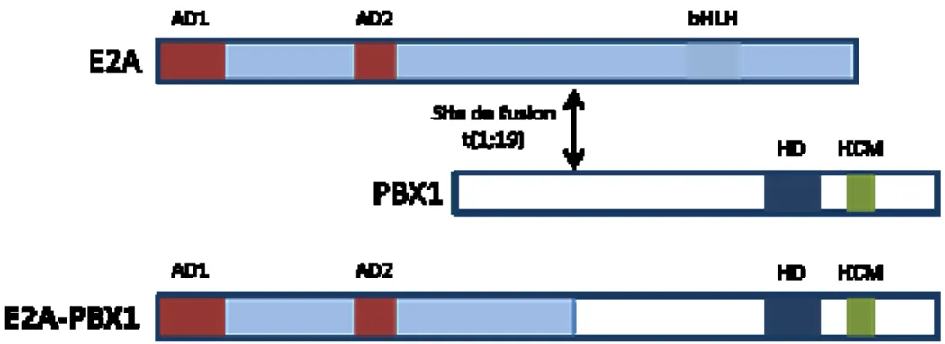 Figure  4.  Fusion  de  E2A  et  PBX1  lors  de  la  translocation  t(1;19)  causant  la  B-