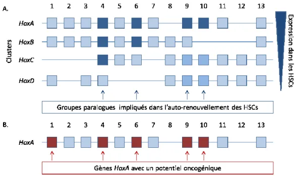 Figure  5.  Représentation  schématisée  de  l’organisation  chromosomique  des    39 