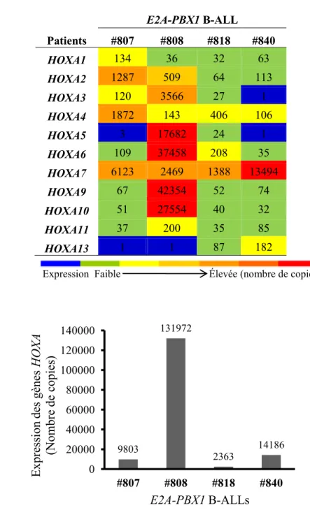 Figure  7.    Expression  des  gènes  HOXA  dans  les  cellules  de  moelle  osseuse 