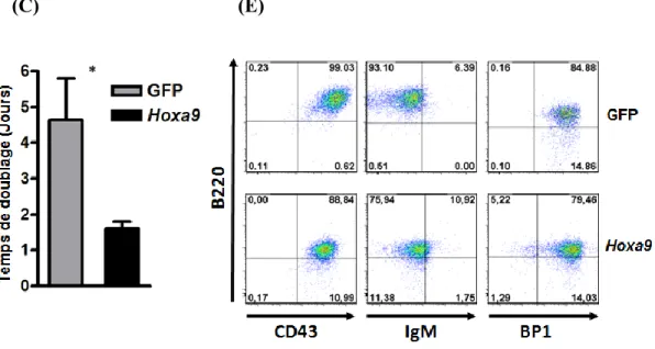 Figure  9.  Analyse  des  cellules  B  E2A-PBX1/CD3 ɛ -/-   surexprimant  Hoxa9  ou 