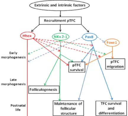 Figure 1: Roles and functional interactions of intrinsic genetic factors involved in thyroid 