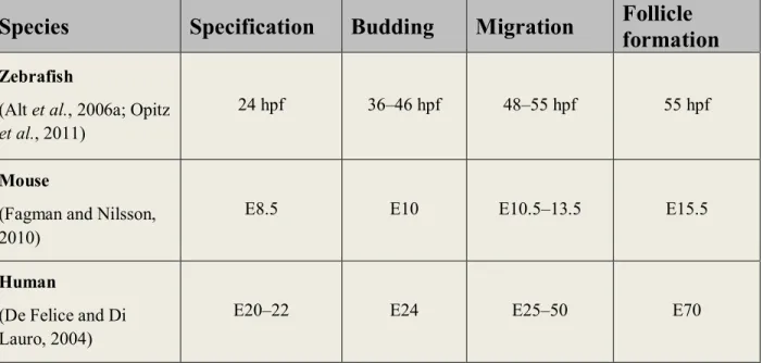 Table  I:  Timing  of  morphogenetic  events  during  thyroid  embryonic  development  in  different 