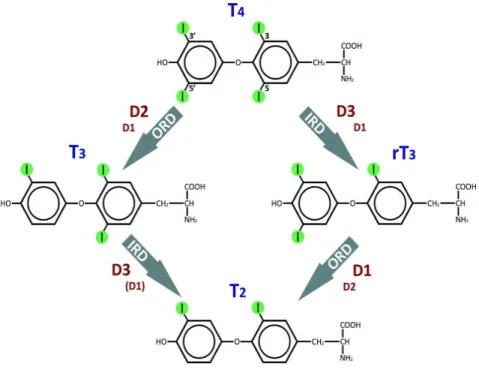 Figure  6:  Deiodinase-mediated  activation  or  inactivation  of  T 4   and  T 3   (From  Darras  and  Van 