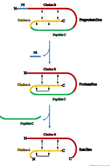 Figure 4 : Biosynthèse de l’insuline. La préproinsuline est composée d'un 