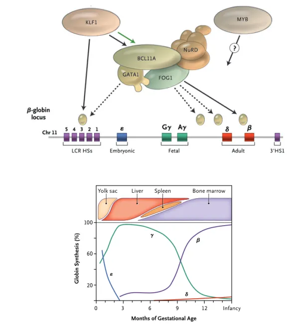 Figure 1.  The Human β-like Globin Genes and Their Patterns of Expression during Development.