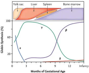 Figure 1.  The Human β-like Globin Genes and Their Patterns of Expression during Development.