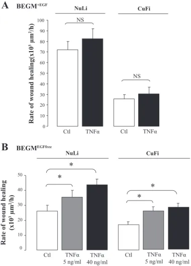 Fig. 1. Effect of tumor necrosis factor (TNF)- ␣ on wound healing of NuLi