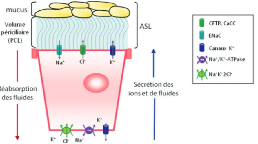 Figure 2). La pathologie de la FK, dans laquelle le CFTR est absent ou dysfonctionnel dans 