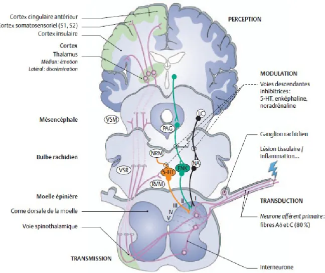 Figure 1 : Schéma général des voies de la douleur. Suite à l’activation des nocicepteurs en 
