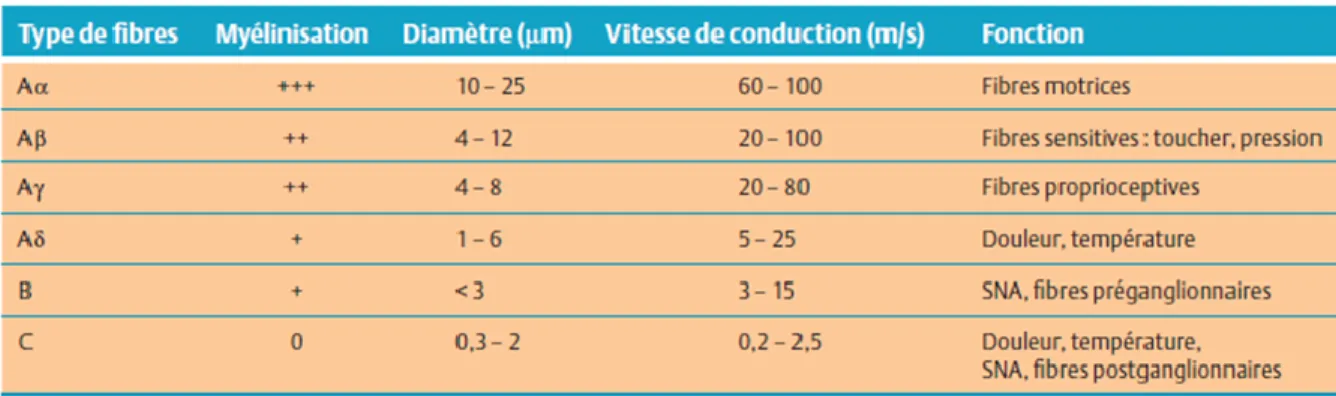 Tableau  I.  Différents  types  de  fibres  nerveuses.  Tableau  tiré  de  La  Douleur :  Guide 
