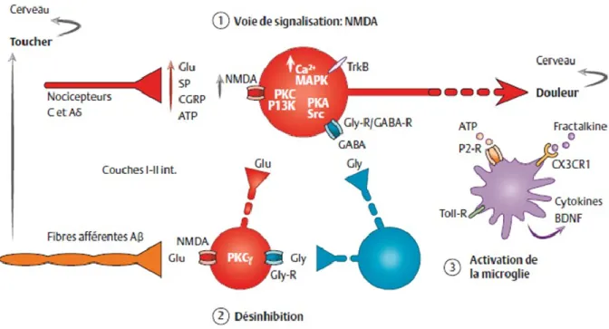 Figure  5 :  Le  phénomène  de  sensibilisation  centrale.  Trois  composantes  sont  impliquées 