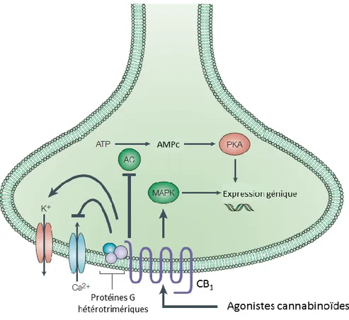 Figure 8 : Simplification des principales voies de signalisation des récepteurs cannabinoïdes  CB 1   suivant  leur  activation  par  des  agonistes