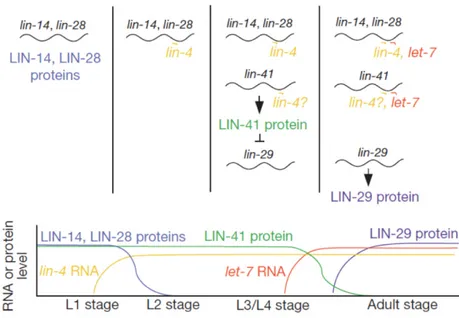Figure 1-1. Modèle de la régulation successive des gènes hétérochroniques par les miARN 
