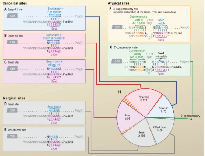Figure 1-6. Les différents types de séquences seed des microARN et leur site d’appariement 