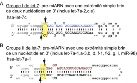 Figure 1-9. Représentation des structures adoptées par les pri-miARN des groupes I et II de la 