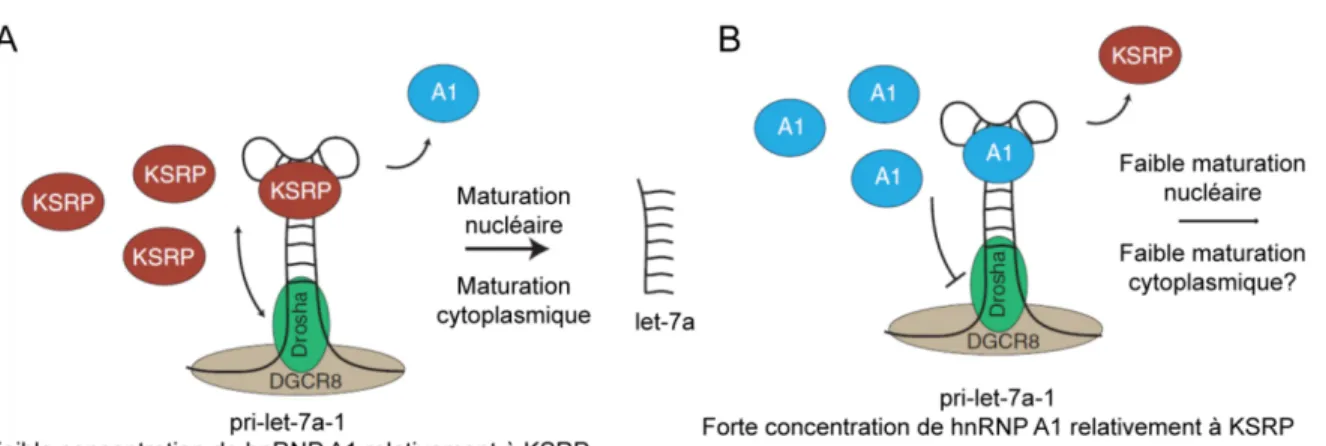 Figure 1-11. Mécanisme démontrant l’importance de la boucle terminale de let-7a-1 dans sa 