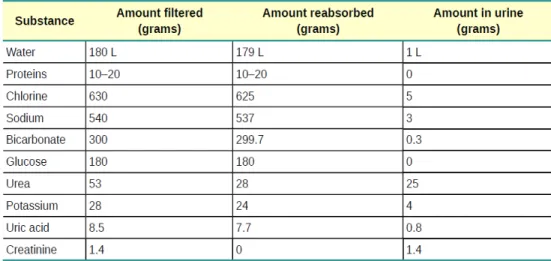 Table 1-1: Substances filtered and reabsorbed by the kidney per 24 hours [3]. 