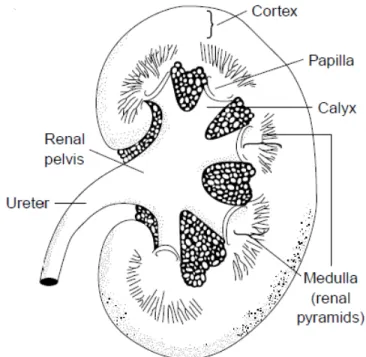 Figure 1-1: Schematic representation of a human kidney section shows  regional differences