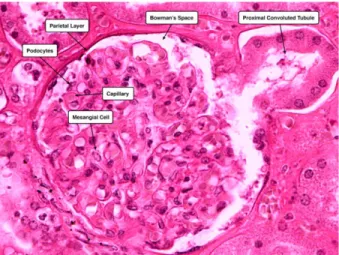 Figure 1-2: H&amp;E-stained image of the glomerulus. Identified are the mesangial  cells of the glomerulus and the podocytes of the visceral layer of Bowman’s  capsule.http://medcell.med.yale.edu/histology/urinary_system_lab/renal_corpus cle.php