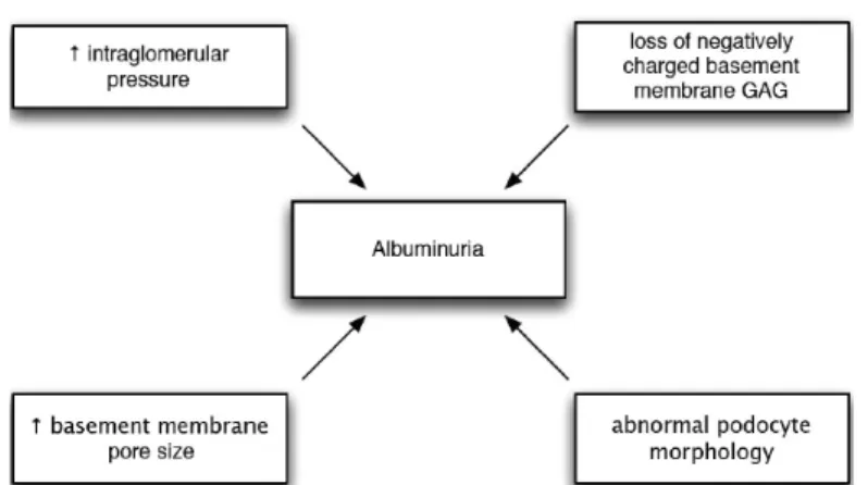 Figure 1-4: Structural abnormalities have an effect on albuminuria [32]. 