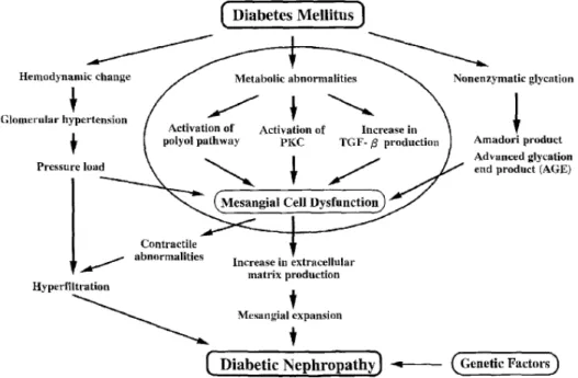 Figure 1-6: Proposed mechanisms for the pathogenesis of diabetic nephropathy  [60]. 