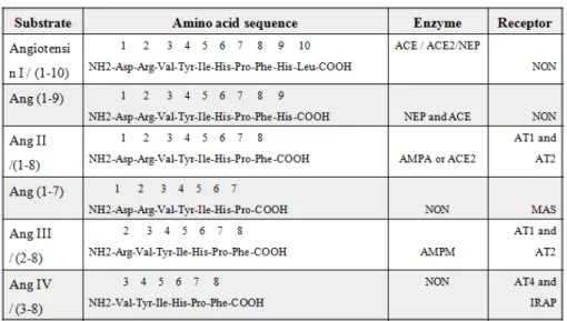 Table 1-4: The amino acid sequences of angiotensin peptides (substrate), and  enzymes that convert the substrate into another angiotensin [124, 154] 