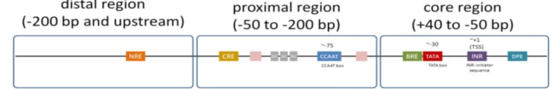 Figure 1-10: Human insulin gene promoter as an example for eukaryotic promoter  [231]