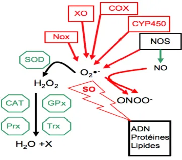 Tableau I Liste des principales espèces réactives (RS) dans la fonction vasculaire 