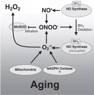 Figure  5  Le  métabolisme  du  NO  est  altéré  par  le  stress  oxydant  associé  au 